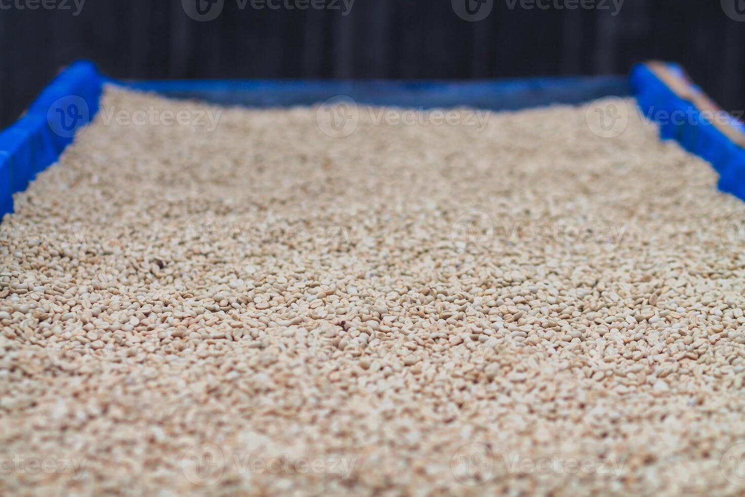 Farmers harvest coffee beans and dry them in the sun to reduce moisture in the coffee beans and wait for sorting to enter the coffee roasting process to meet the required standards before exporting. photo