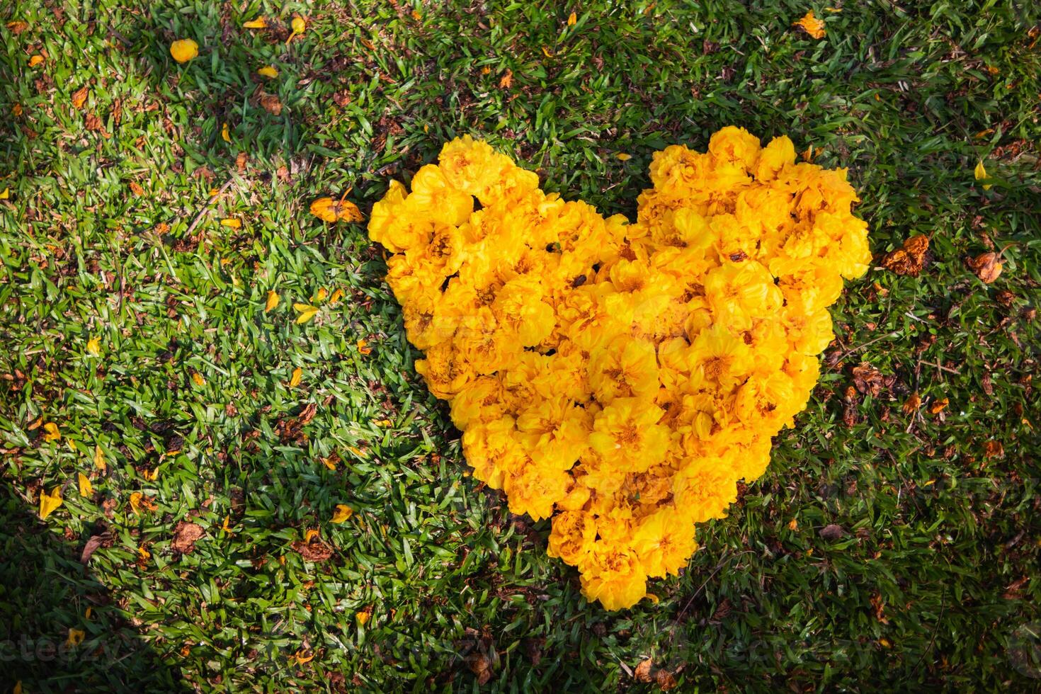 The bright yellow flowers in the background are arranged in a heart shape on the grass and the heart shape means I love you and is also a symbol of love and friendship for one another. Copy Space photo