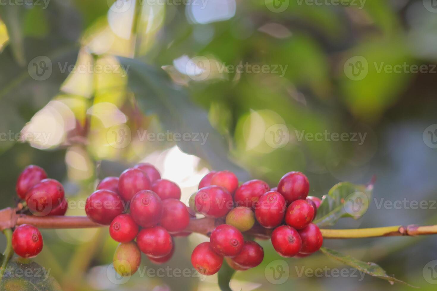 The coffee trees at the research center are producing a large amount of coffee beans after research into coffee beans that are suitable for the climate and can be grown to produce excellent yields. photo
