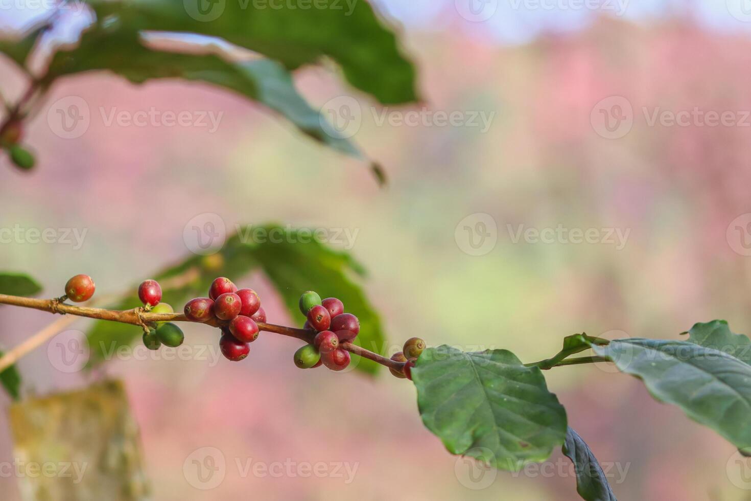 The coffee trees at the research center are producing a large amount of coffee beans after research into coffee beans that are suitable for the climate and can be grown to produce excellent yields. photo