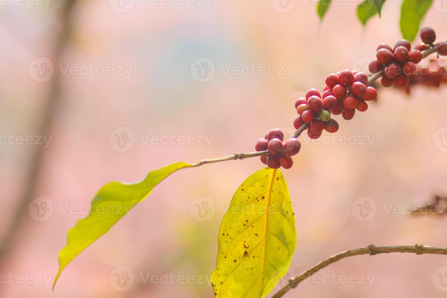 The coffee trees at the research center are producing a large amount of coffee beans after research into coffee beans that are suitable for the climate and can be grown to produce excellent yields. photo