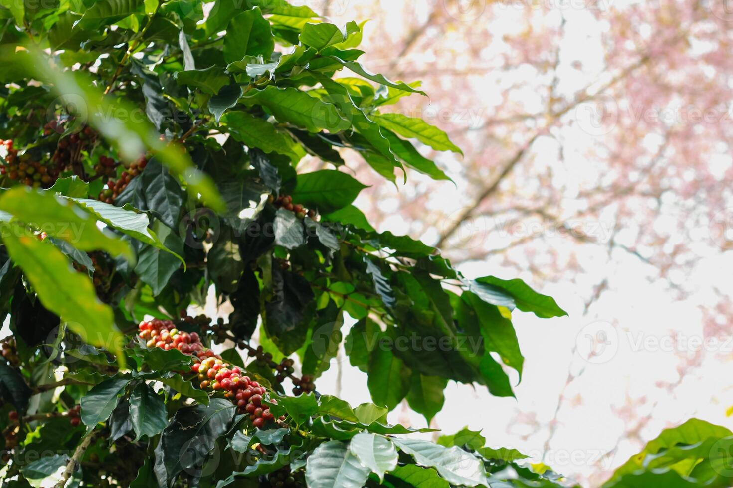 The coffee trees at the research center are producing a large amount of coffee beans after research into coffee beans that are suitable for the climate and can be grown to produce excellent yields. photo