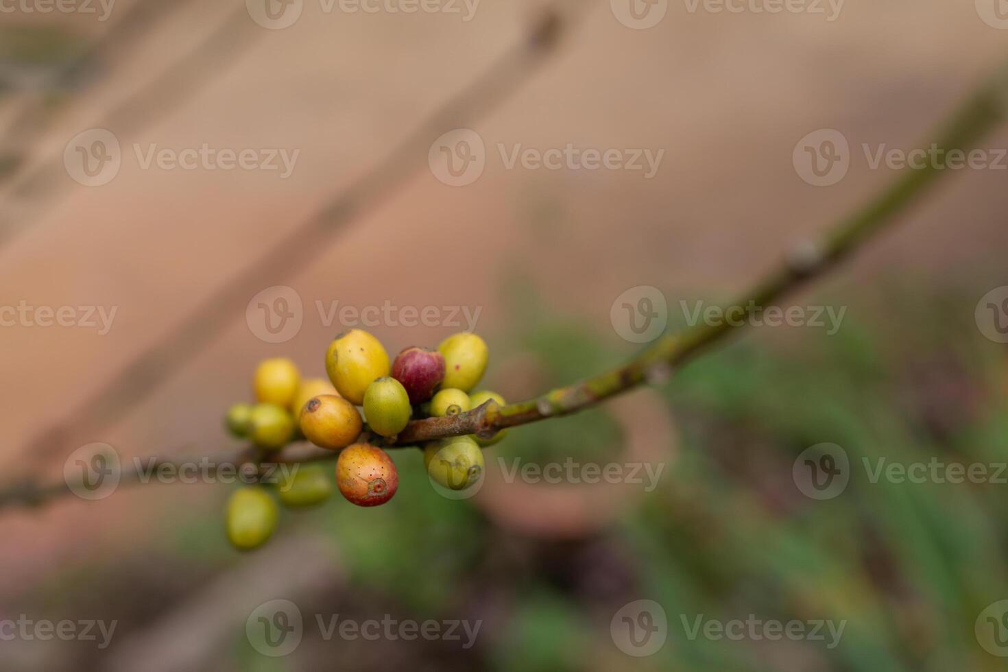 The coffee trees at the research center are producing a large amount of coffee beans after research into coffee beans that are suitable for the climate and can be grown to produce excellent yields. photo