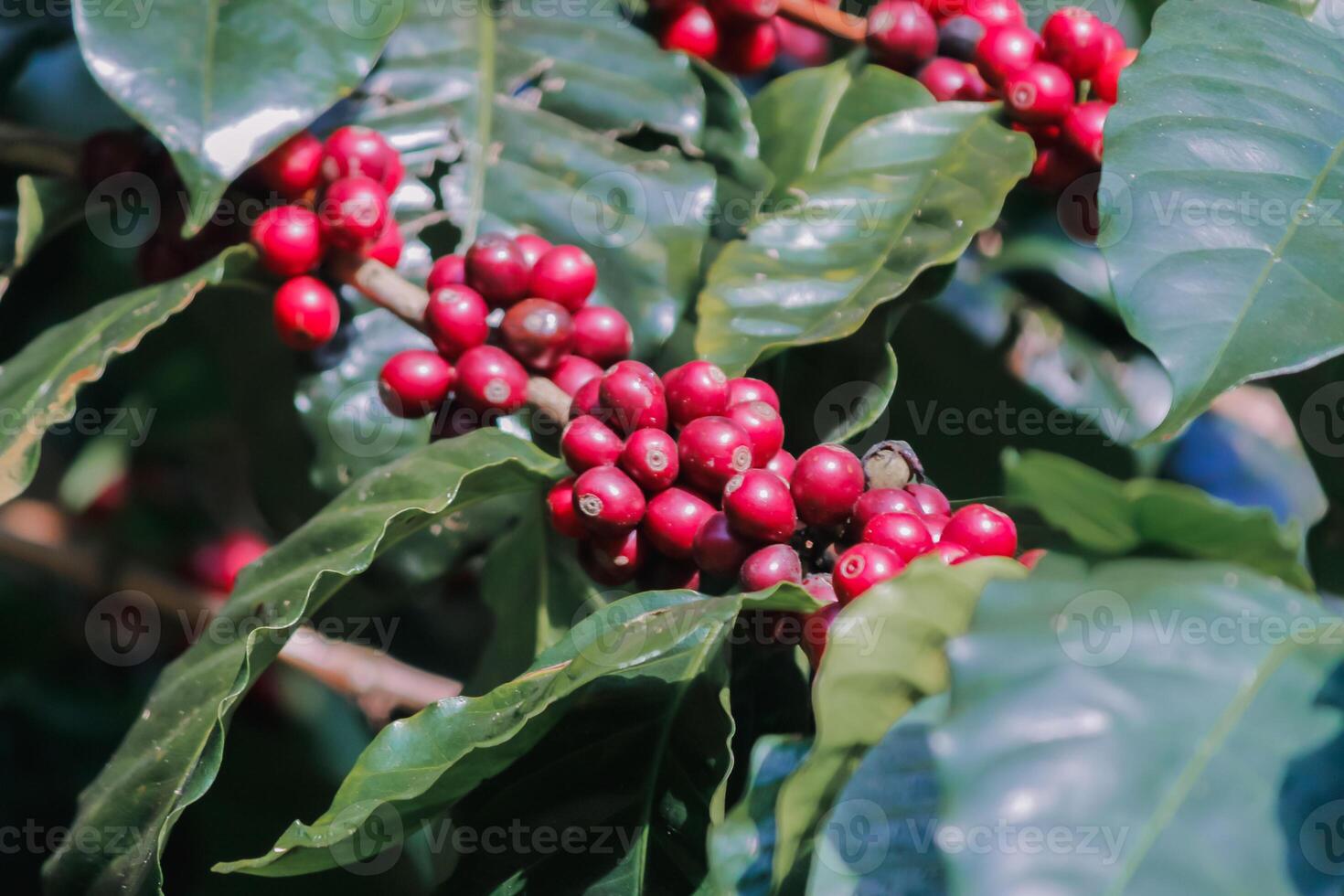 The coffee trees at the research center are producing a large amount of coffee beans after research into coffee beans that are suitable for the climate and can be grown to produce excellent yields. photo
