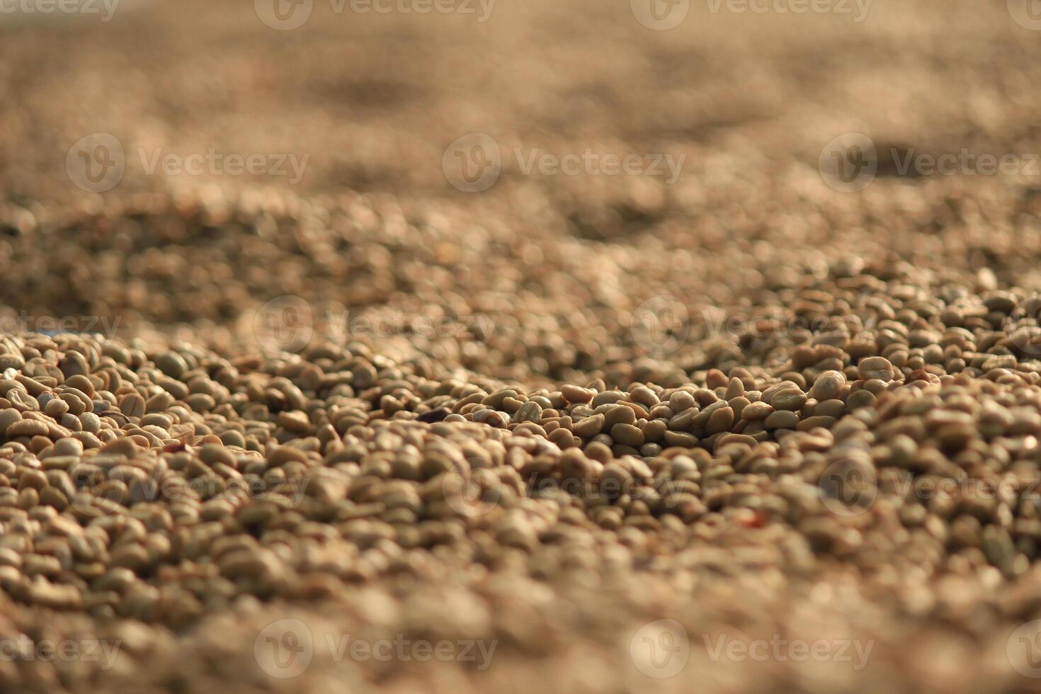 Farmers harvest coffee beans and dry them in the sun to reduce moisture in the coffee beans and wait for sorting to enter the coffee roasting process to meet the required standards before exporting. photo