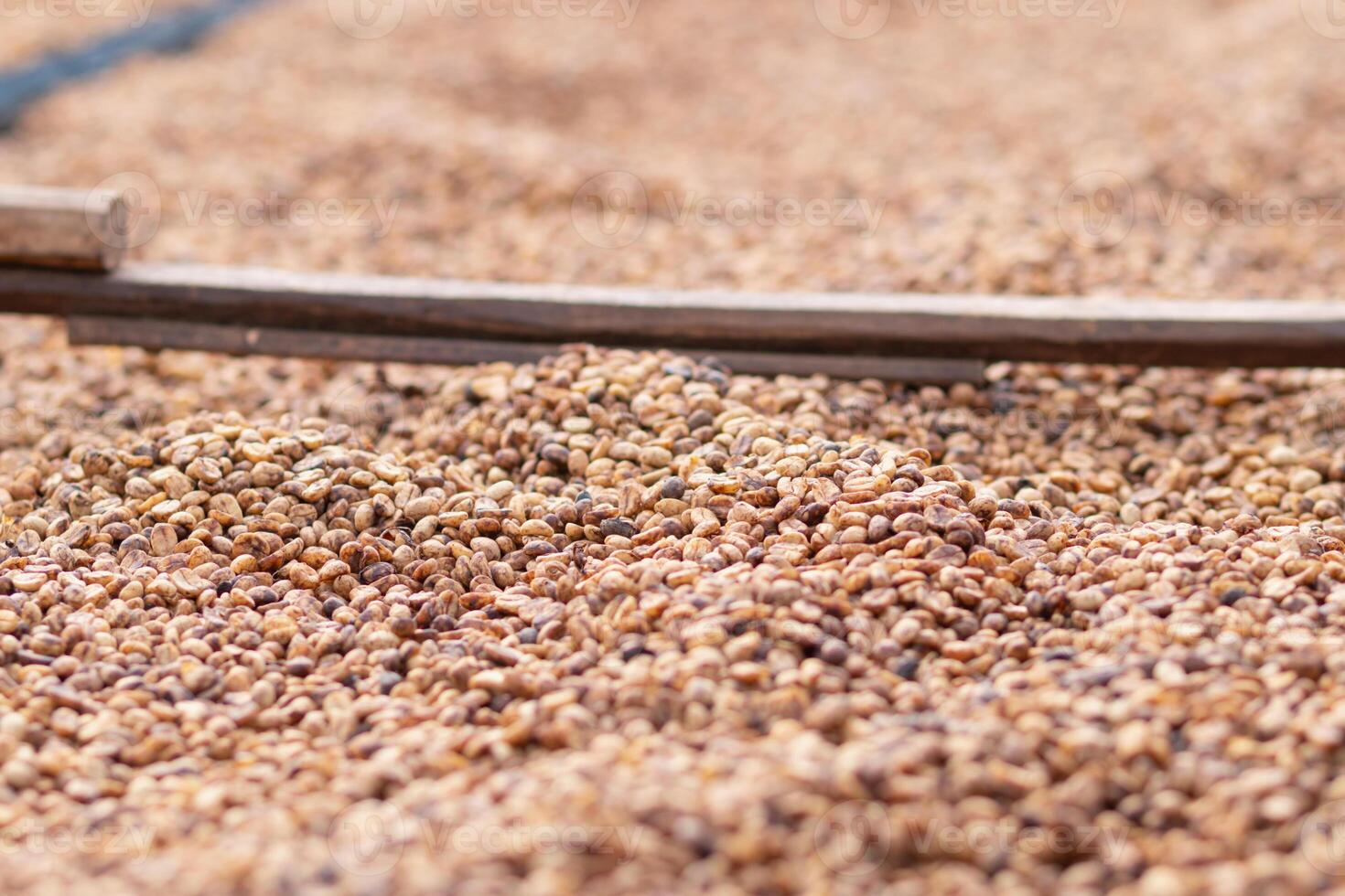 Farmers harvest coffee beans and dry them in the sun to reduce moisture in the coffee beans and wait for sorting to enter the coffee roasting process to meet the required standards before exporting. photo