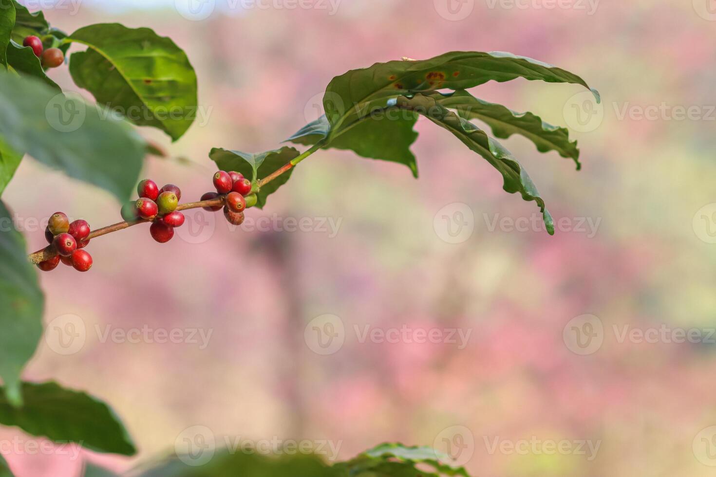 The coffee trees at the research center are producing a large amount of coffee beans after research into coffee beans that are suitable for the climate and can be grown to produce excellent yields. photo