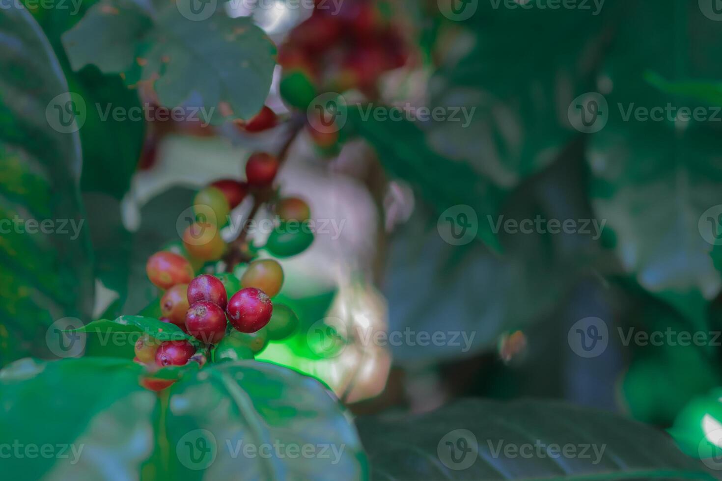 The coffee trees at the research center are producing a large amount of coffee beans after research into coffee beans that are suitable for the climate and can be grown to produce excellent yields. photo