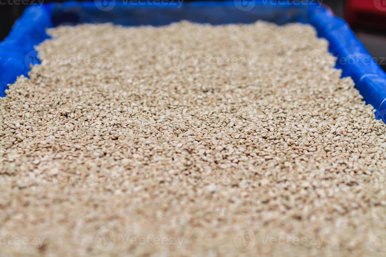 Farmers harvest coffee beans and dry them in the sun to reduce moisture in the coffee beans and wait for sorting to enter the coffee roasting process to meet the required standards before exporting. photo