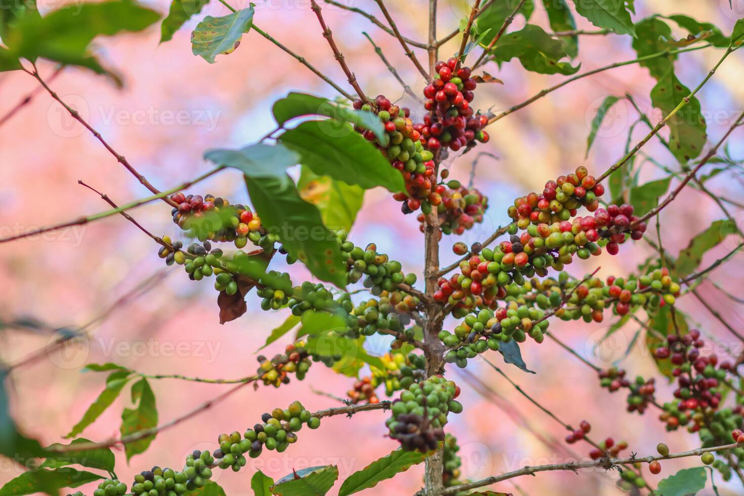 The coffee trees at the research center are producing a large amount of coffee beans after research into coffee beans that are suitable for the climate and can be grown to produce excellent yields. photo