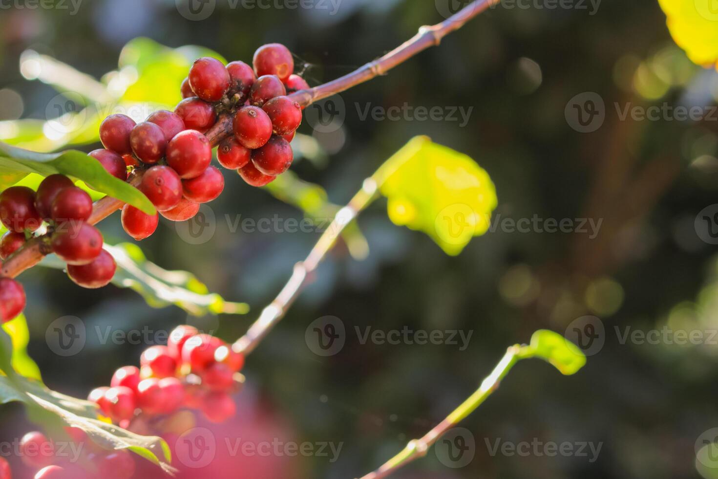The coffee trees at the research center are producing a large amount of coffee beans after research into coffee beans that are suitable for the climate and can be grown to produce excellent yields. photo