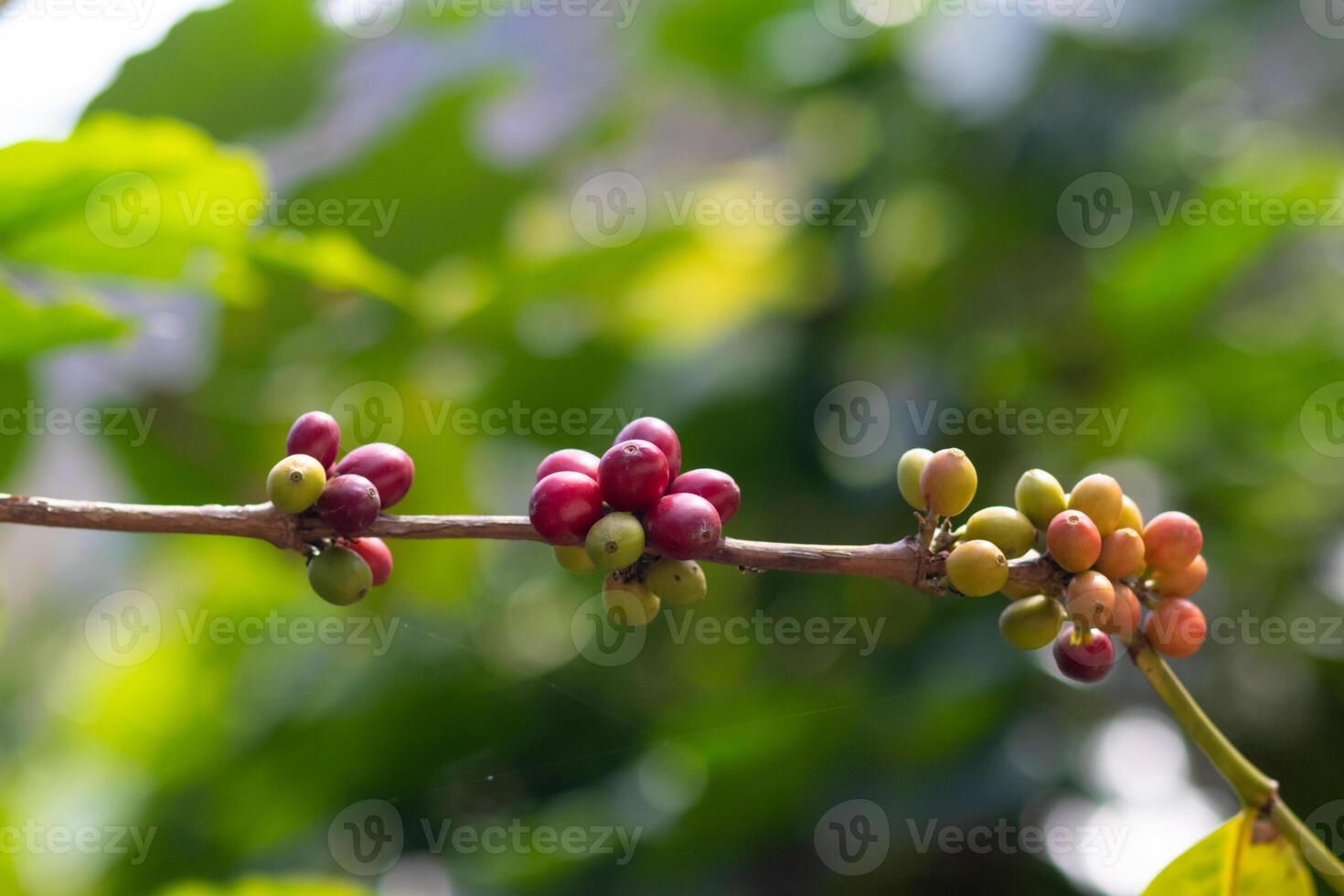 The coffee trees at the research center are producing a large amount of coffee beans after research into coffee beans that are suitable for the climate and can be grown to produce excellent yields. photo