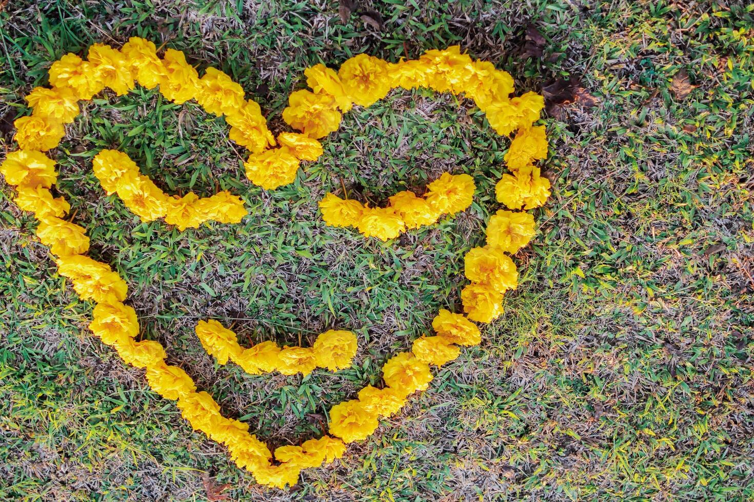 The bright yellow flowers in the background are arranged in a heart shape on the grass and the heart shape means I love you and is also a symbol of love and friendship for one another. Copy Space photo