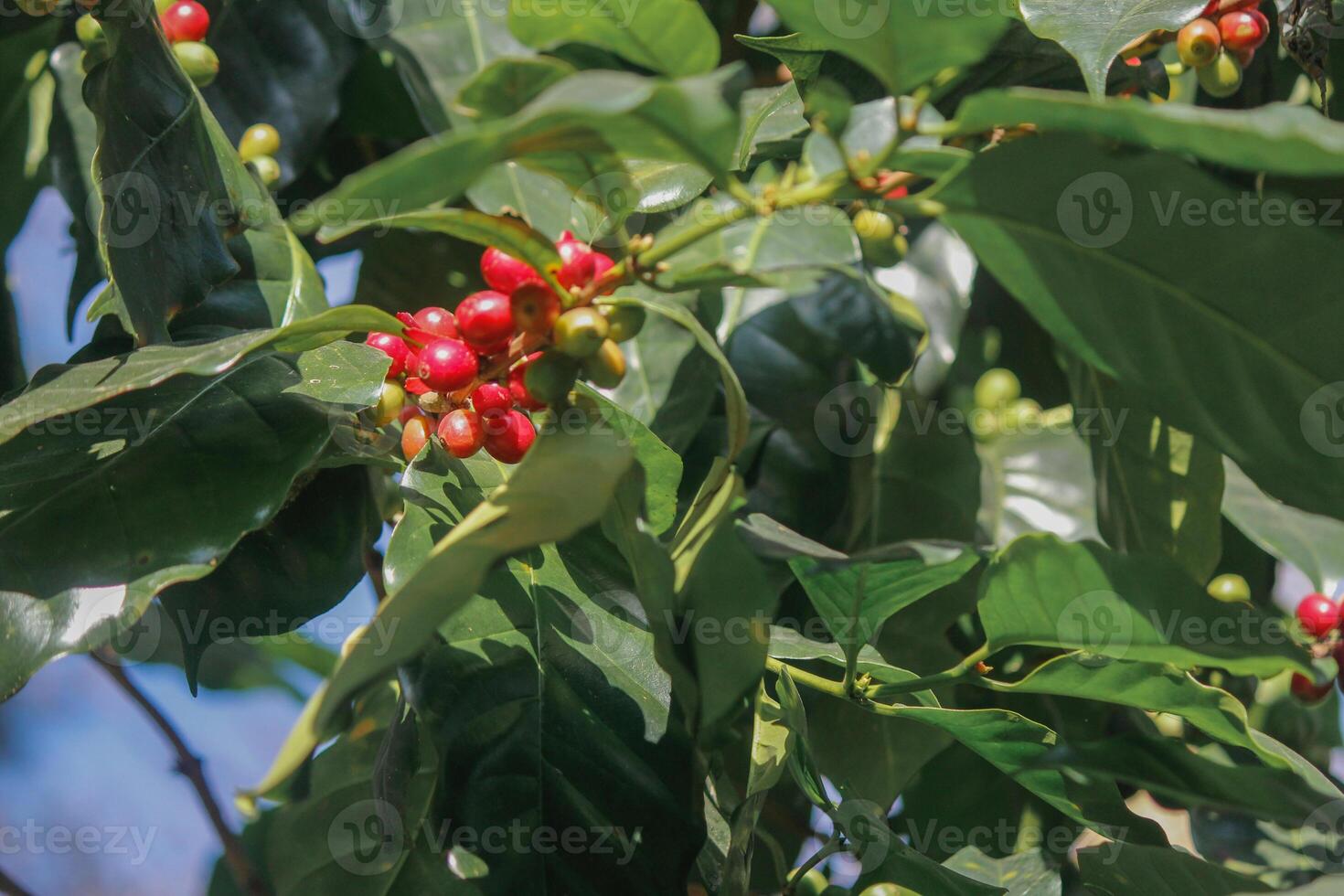 The coffee trees at the research center are producing a large amount of coffee beans after research into coffee beans that are suitable for the climate and can be grown to produce excellent yields. photo