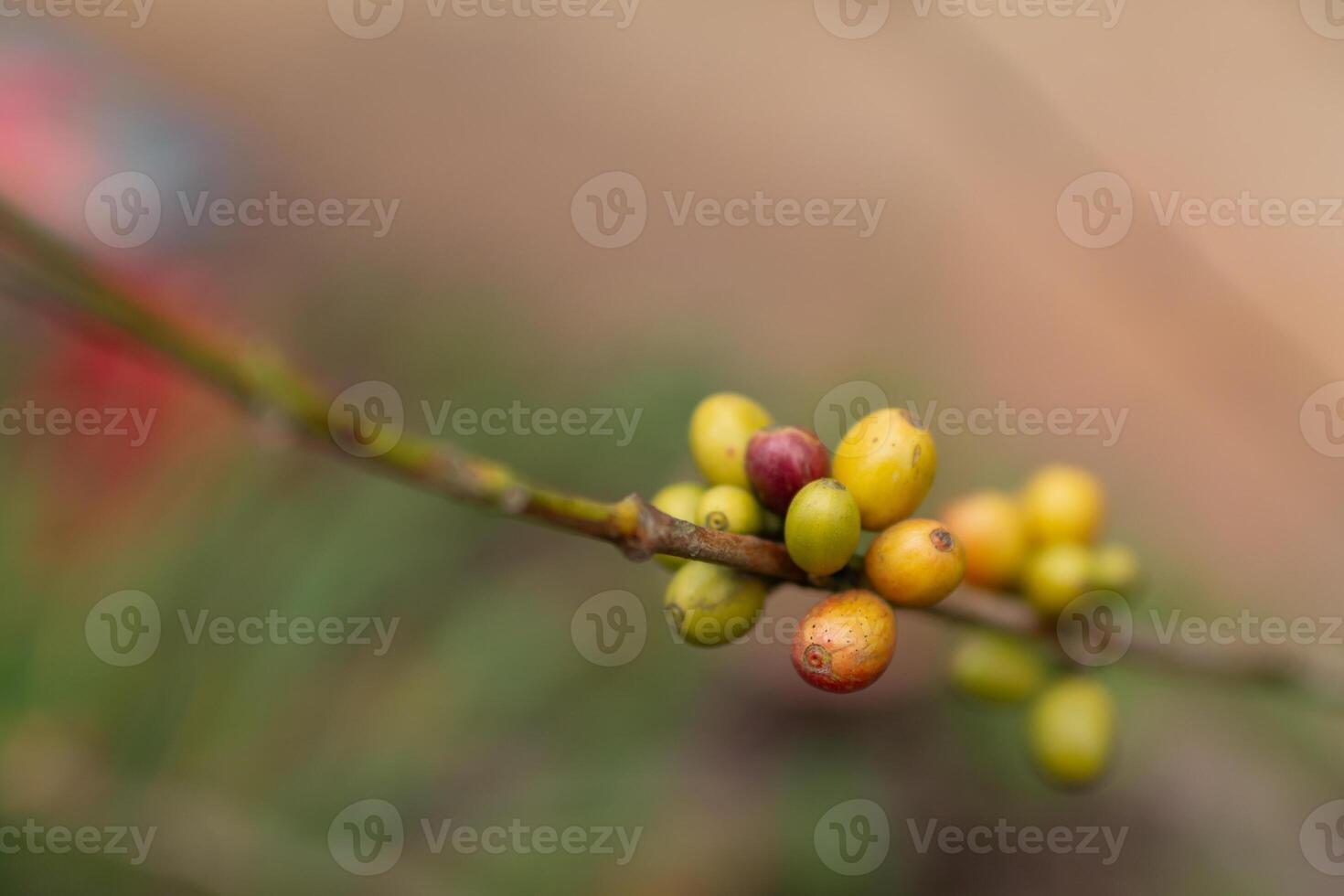 The coffee trees at the research center are producing a large amount of coffee beans after research into coffee beans that are suitable for the climate and can be grown to produce excellent yields. photo