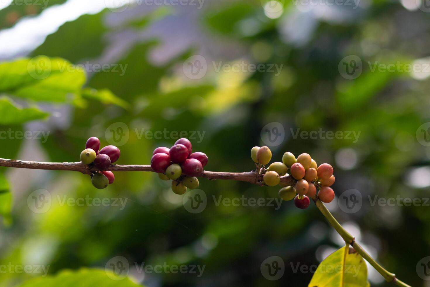 The coffee trees at the research center are producing a large amount of coffee beans after research into coffee beans that are suitable for the climate and can be grown to produce excellent yields. photo