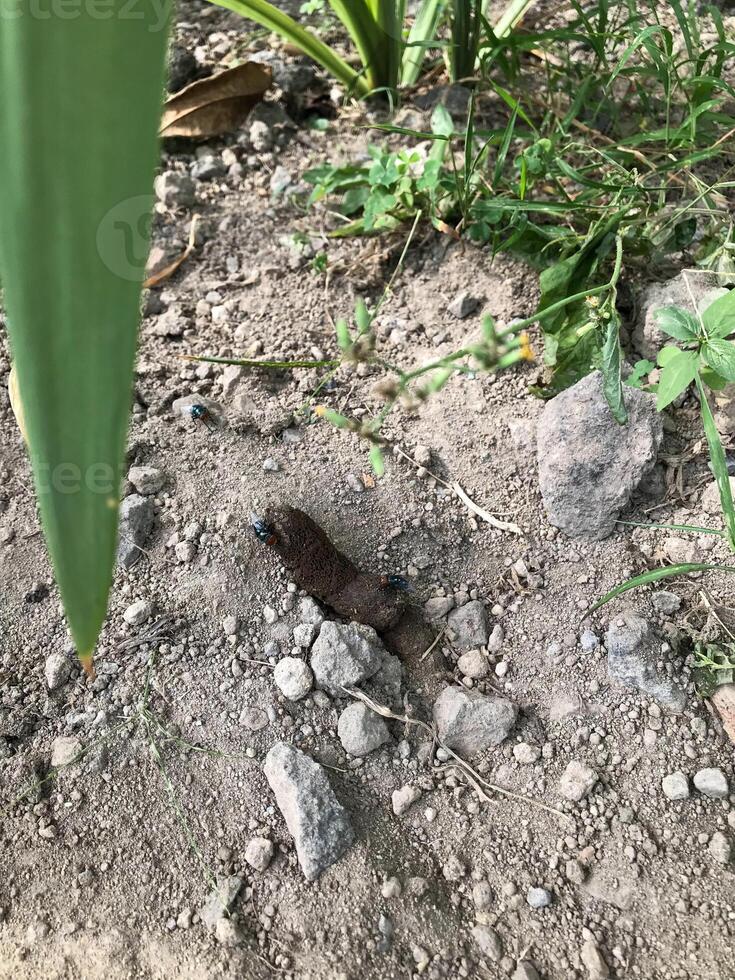 there is cat feces that are being infested with flies photo