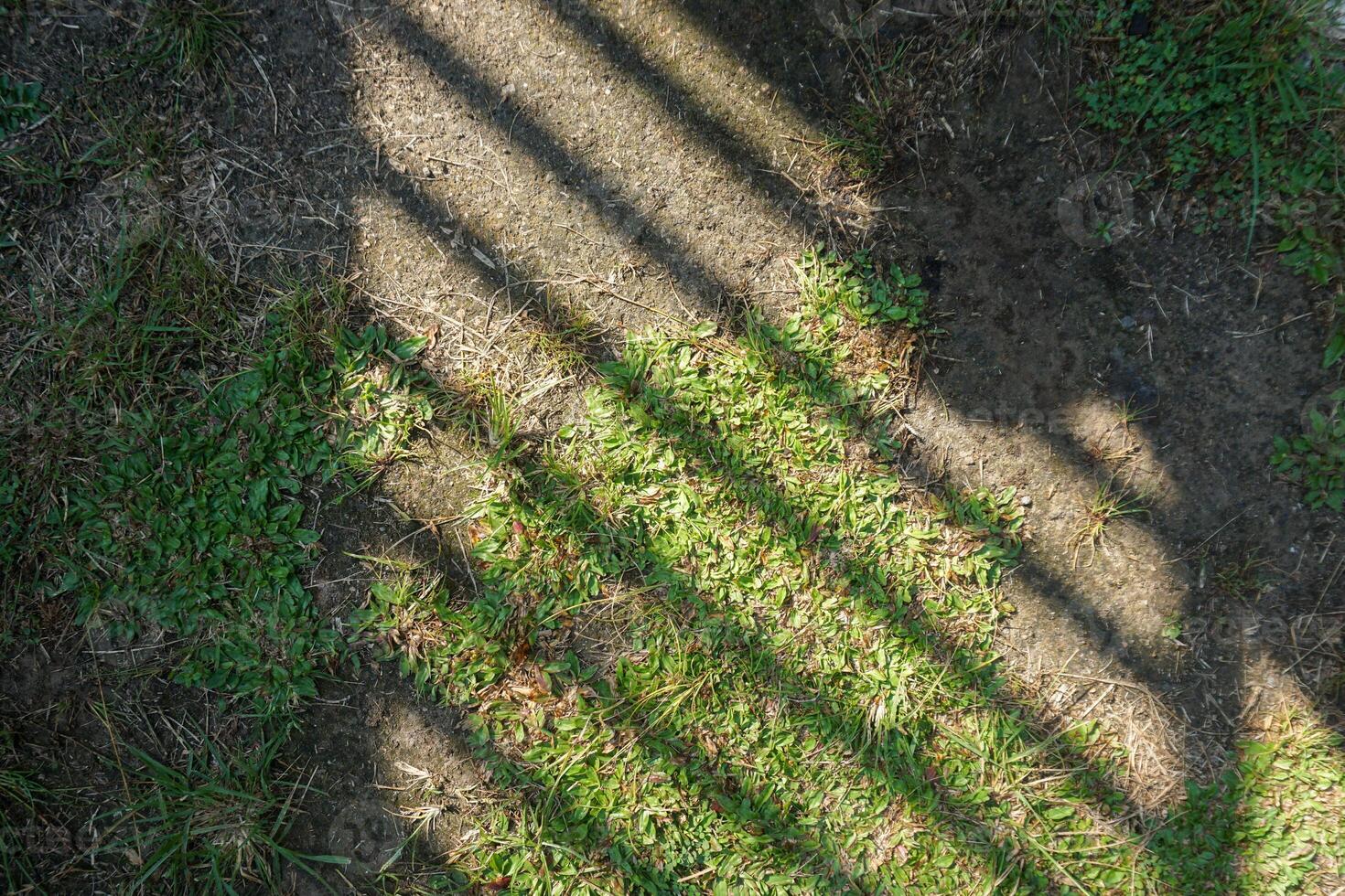 Shadow Lines on Grass and Soil photo