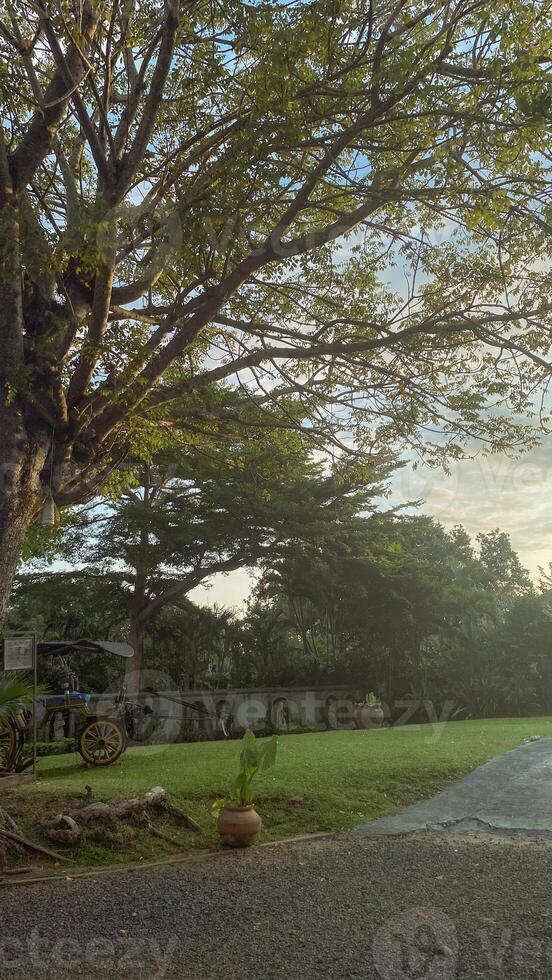 Tranquil Garden with Tree and Carriage photo