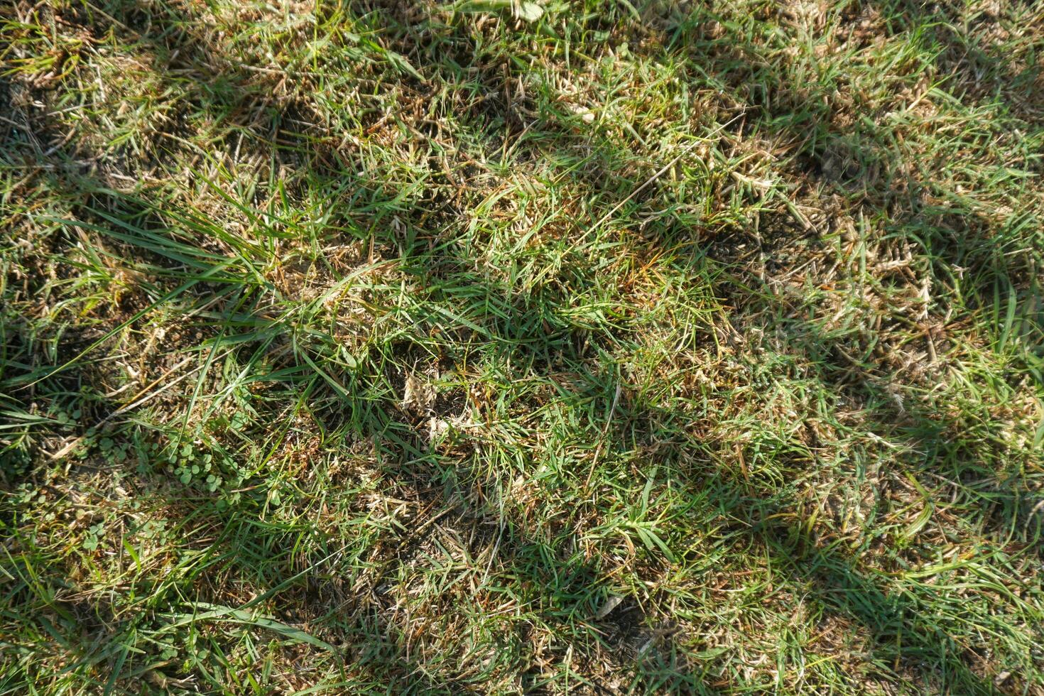 Unkempt Lawn with Dry Grass photo