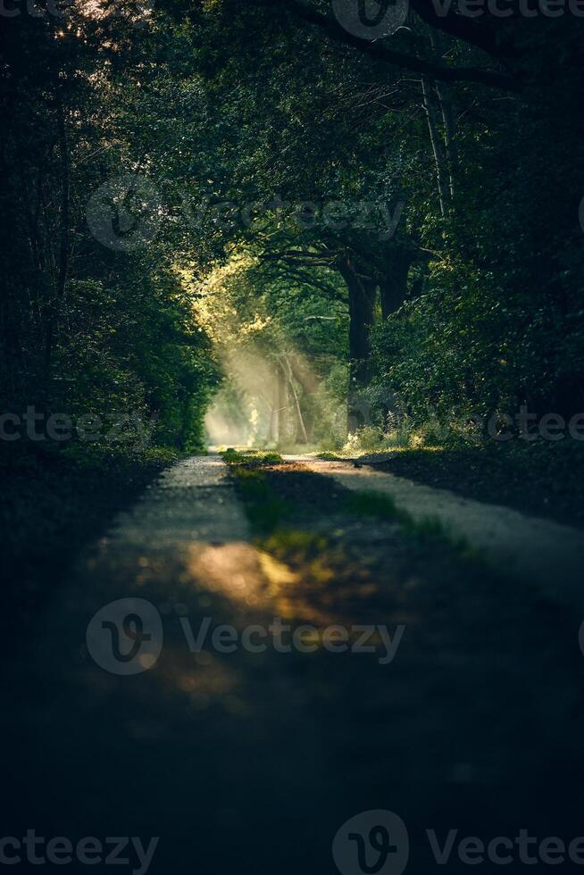 Path through forest with sunbeams on morning photo
