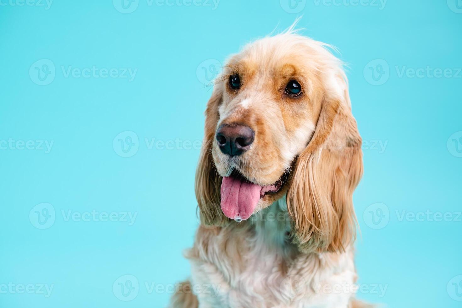 Cute Cocker Spaniel dog looking away in blue studio photo
