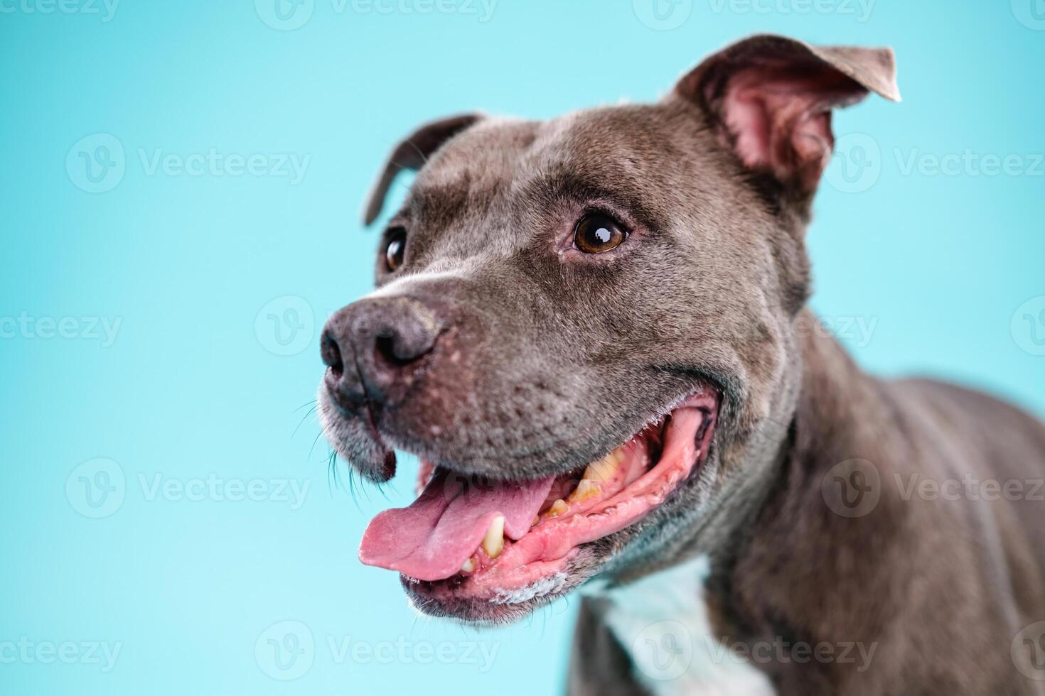 Adorable American Pitbull dog looking away photo