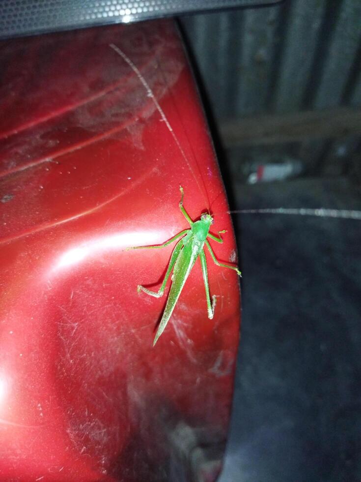 a green grasshopper on a red chair photo