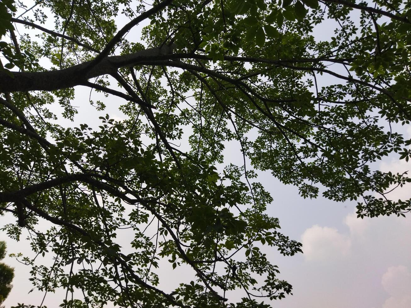 a view of the top of a tree with green leaves photo