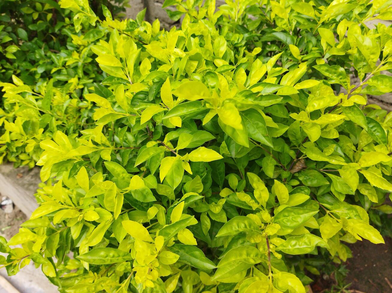 a bush with green leaves and yellow flowers photo