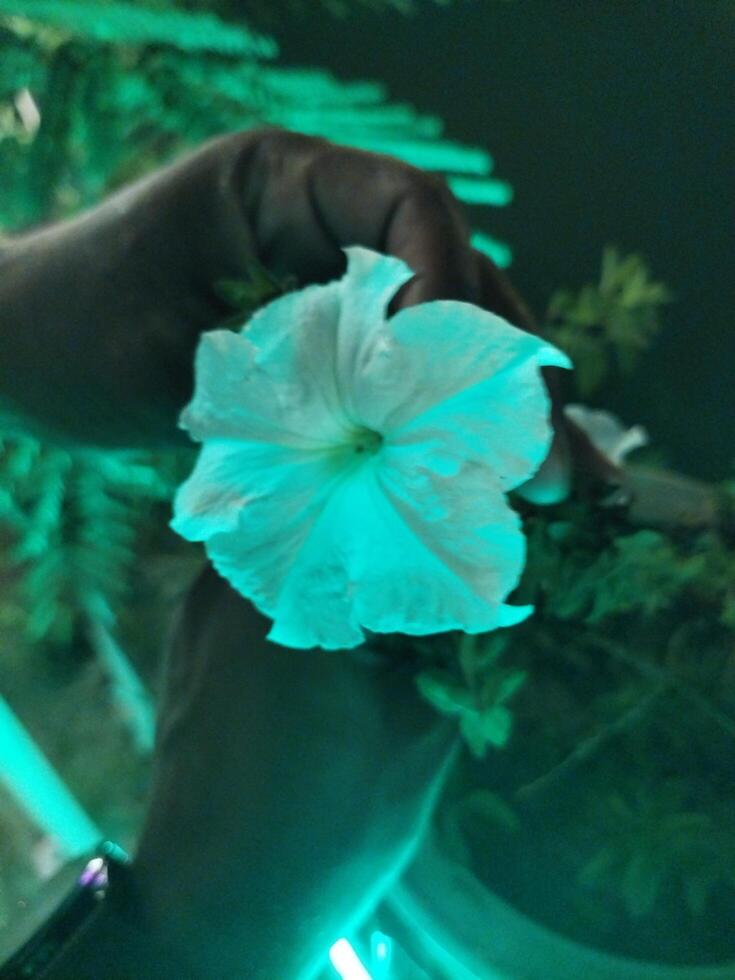 a plant in a pot with green lights photo
