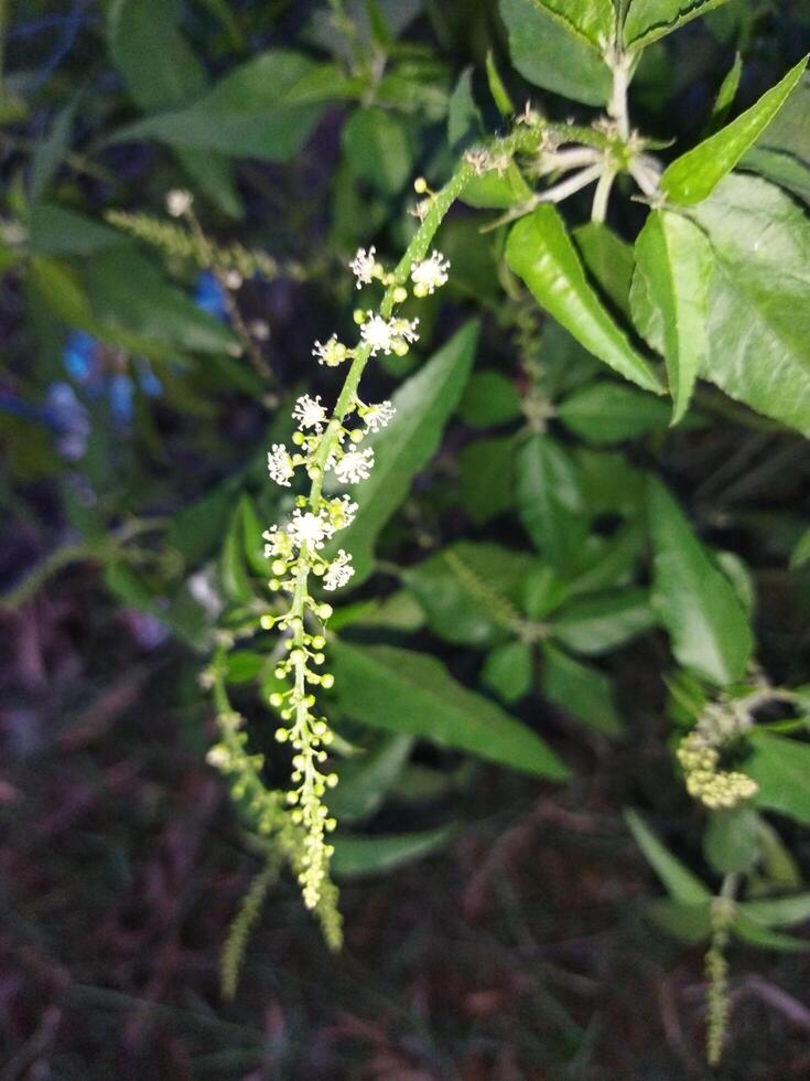 a plant with small white flowers in the grass photo