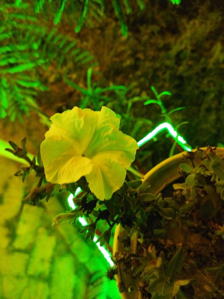 a plant in a pot with green lights photo