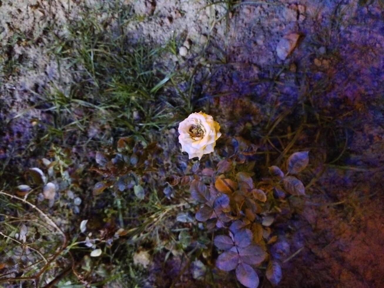 a white rose in the dark with leaves photo