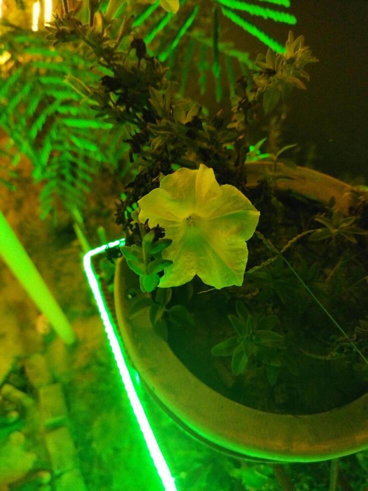 a plant in a pot with green lights photo
