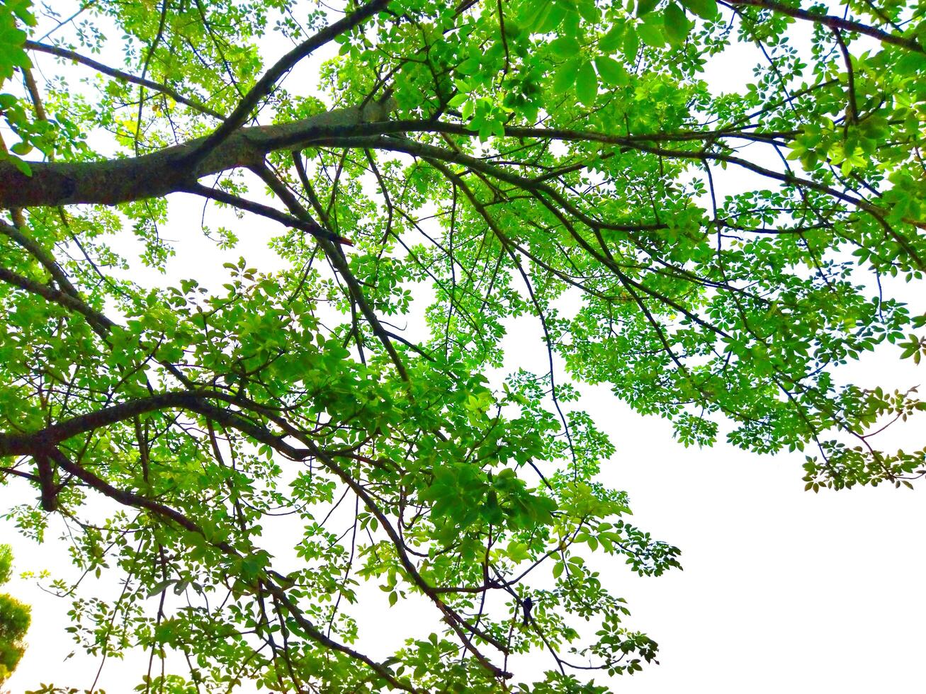a view of the top of a tree with green leaves photo