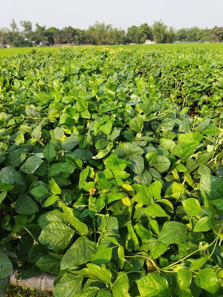 a plant with green leaves and leaves photo