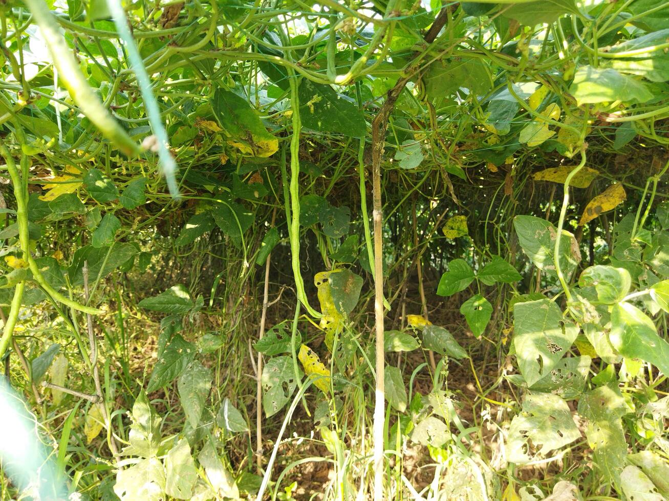 a plant with green leaves and leaves photo