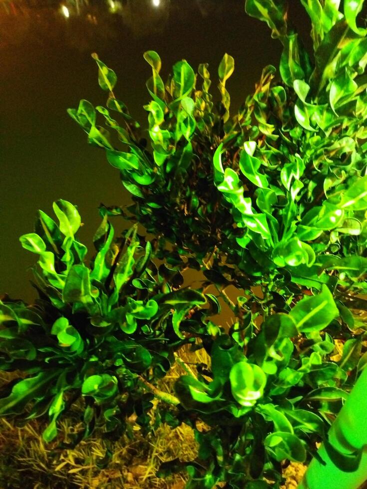 a green plant in the dark with lights on photo