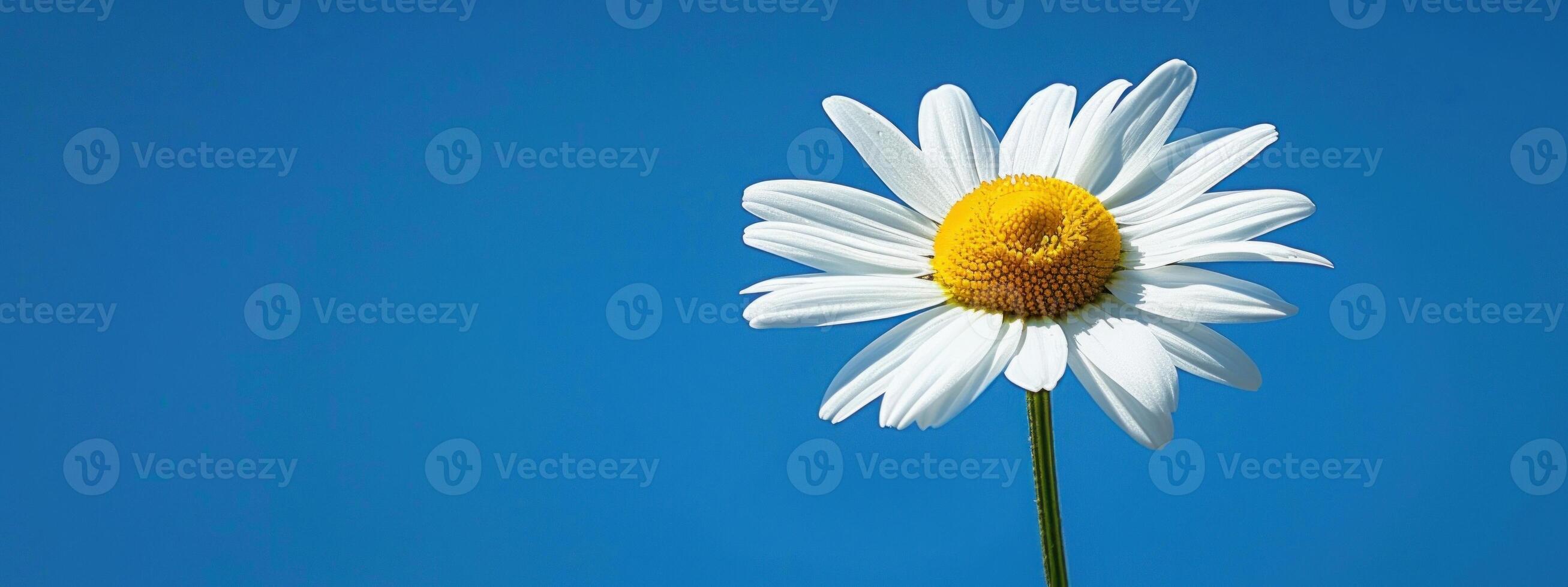 A white flower with a yellow center is in the foreground of a blue sky photo