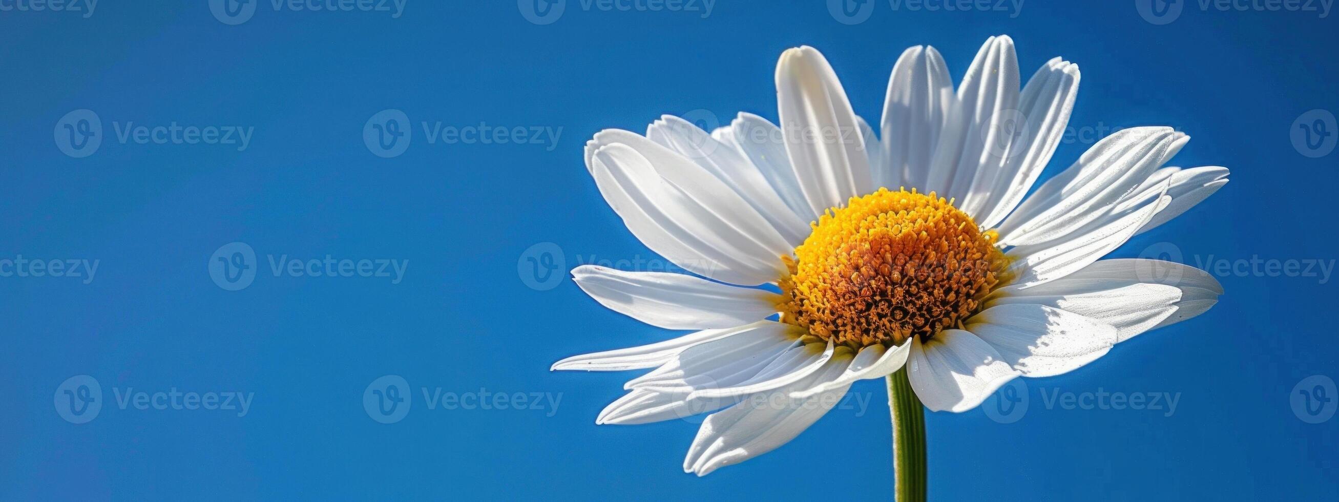 A white flower with a yellow center is in the foreground of a blue sky photo