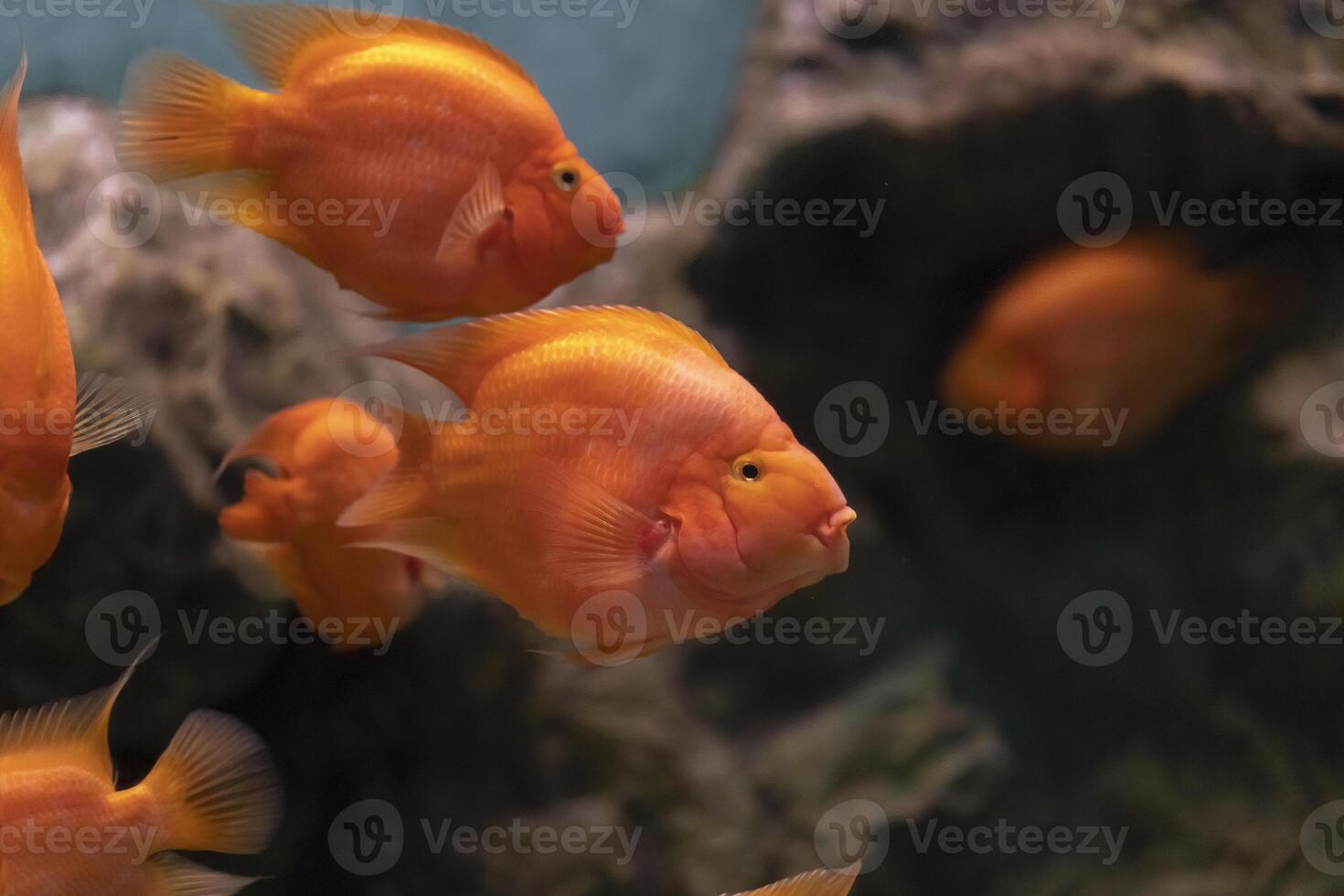 A goldfish with shimmering orange scales glides through a rectangular glass tank photo