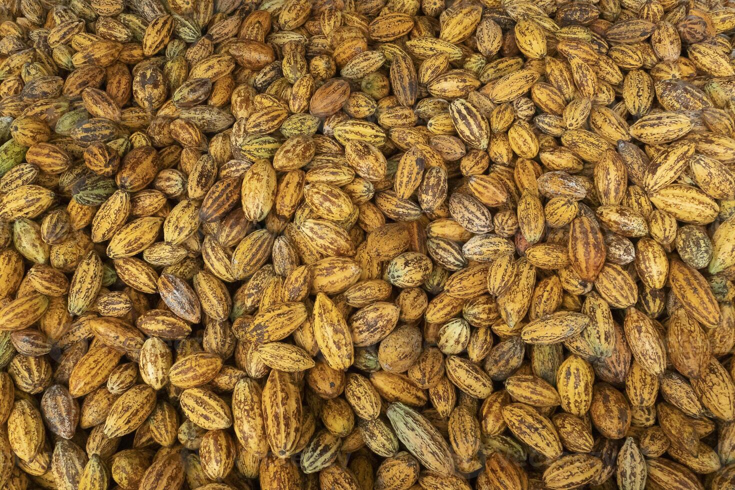 Fresh cocoa pod cut exposing cocoa seeds, with a cocoa plant photo