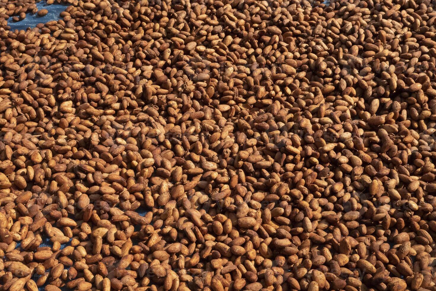 Cocoa beans, or cacao beans being dried on a drying platform after being fermented photo
