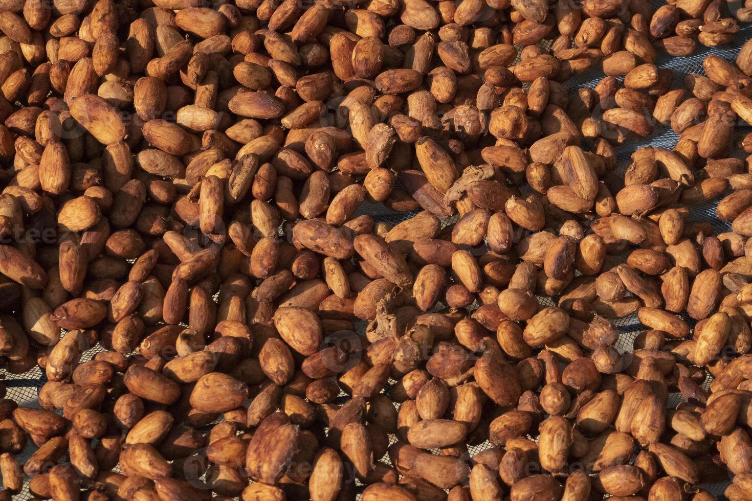 Cocoa beans, or cacao beans being dried on a drying platform after being fermented photo