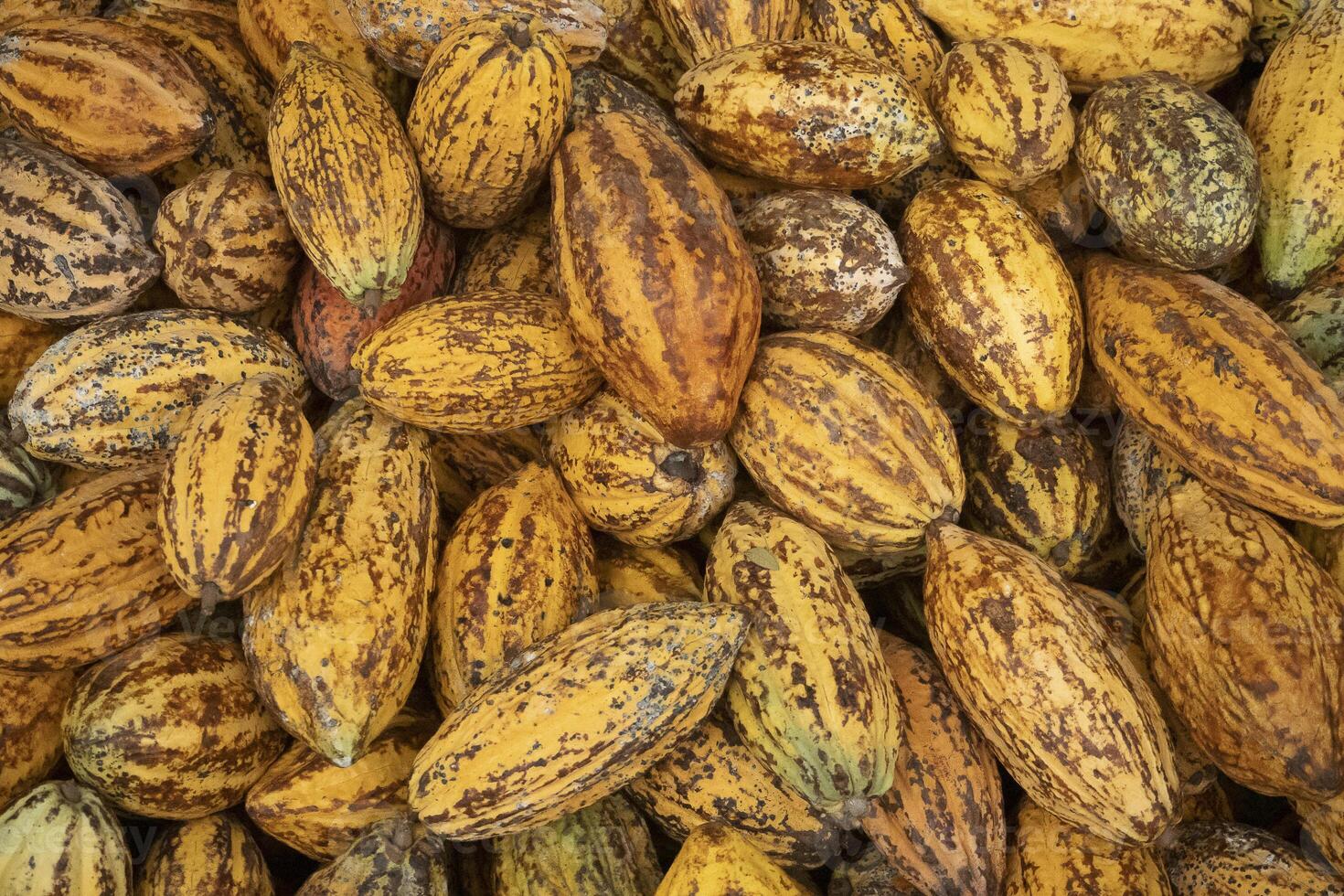 Fresh cocoa pod cut exposing cocoa seeds, with a cocoa plant photo