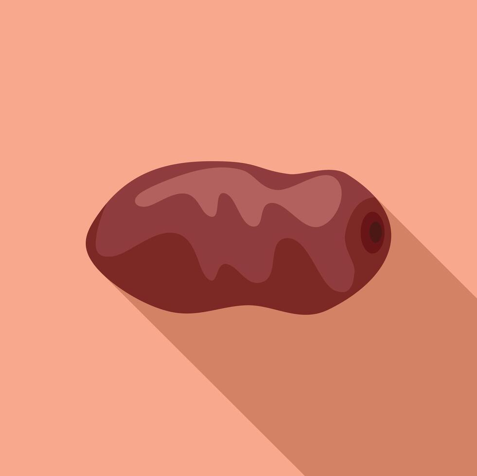Dried date fruit showing its stone icon vector