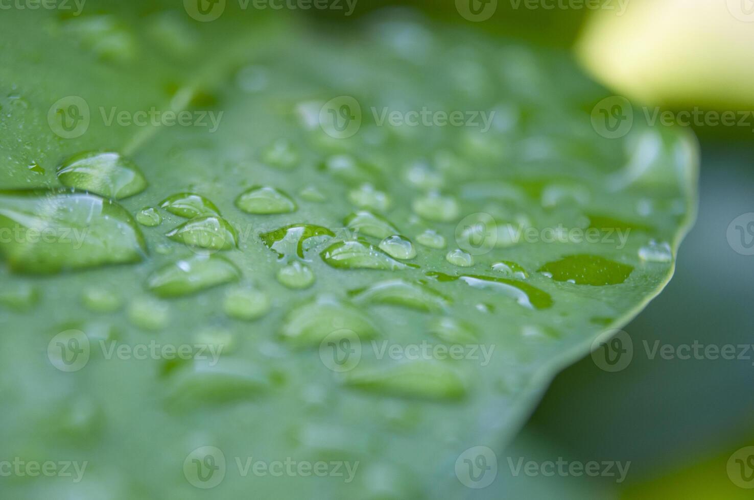 Close up of water drops on leaf with customizable space for text or wishes. photo