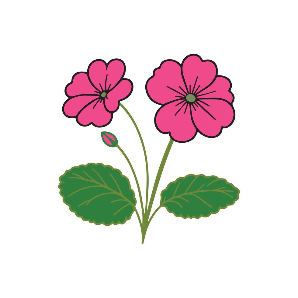 primrose flower illustration vector
