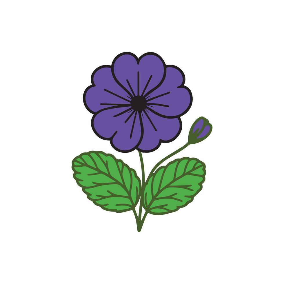 primrose flower illustration vector